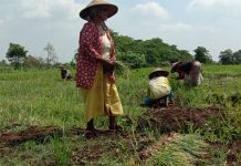 Kembangkan Pertanian Berbasis Lingkungan, BSN Indonesia Peduli Nasib Petani
