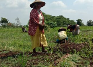 Kembangkan Pertanian Berbasis Lingkungan, BSN Indonesia Peduli Nasib Petani