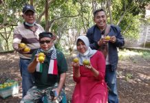 Wisata Petik Langsung Jeruk Batu 55 dari Pohonnya dan Nikmati Kesegaran Alamnya