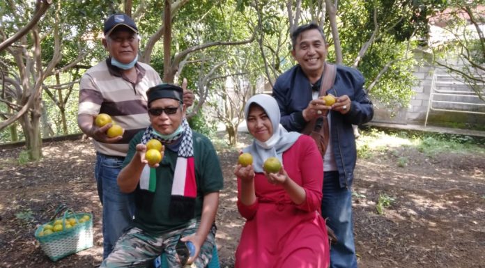 Wisata Petik Langsung Jeruk Batu 55 dari Pohonnya dan Nikmati Kesegaran Alamnya