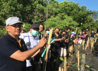 Peringati Gerakan Satu Juta Pohon, Prodi Teknik Lingkungan Unmas Bareng IAP Tanam Bibit Pohon Mangrove