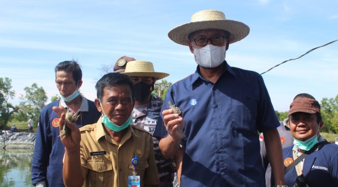 Dorong Pertumbuhan Ekonomi, Bank Indonesia bareng Pemkab Jembrana Panen Perdana Udang Vaname