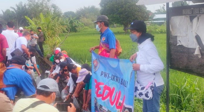 Rangkaian HPN, PWI-IKWI Bali Tebar Benih Ikan dan Jalan Santai Susuri Subak Sembung