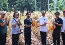 Panen Jagung di Kantor Gubernur, Hasilnya Dibagi untuk Kelompok Tani dan Ternak
