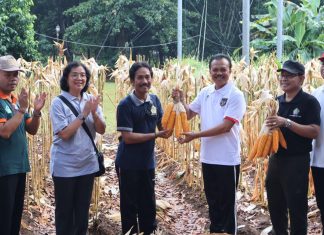 Panen Jagung di Kantor Gubernur, Hasilnya Dibagi untuk Kelompok Tani dan Ternak