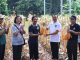 Panen Jagung di Kantor Gubernur, Hasilnya Dibagi untuk Kelompok Tani dan Ternak