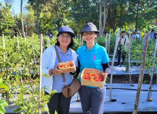 Kendalikan Inflasi, Bank Indonesia Bali Ikut Panen Cabai di Buleleng