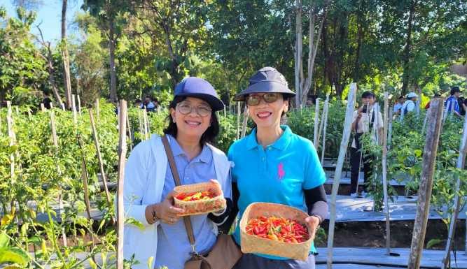 Kendalikan Inflasi, Bank Indonesia Bali Ikut Panen Cabai di Buleleng